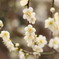 ume