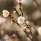 ume