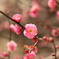 ume