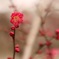 ume