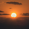 夕陽と鳶