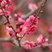 ume