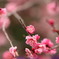 ume