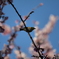 めじろと桜