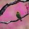 花の便り(6)