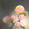 開花速報