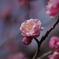 梅　B0001799