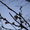 コブクザクラの開花