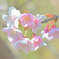 早咲きの桜