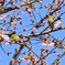 桜の開花を待ちわびて