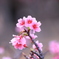 日本一早い桜