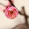 薄く咲く