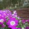 足元を飾る花