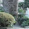 白い菩薩