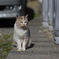 cat_577 仕舞い忘れ