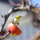 梅とか桜と撮ってみたい