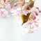 今年の桜