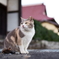 和猫