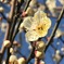 春の予感②