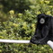千葉動物公園の仲間たち（フクロテナガザル）