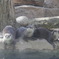 千葉動物公園の仲間たち（コツメカワウソ）