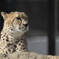 千葉動物公園の仲間たち（チーター）