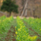 春の訪れ　2月の菜の花　朝の陽射し