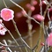 萌える季節到来