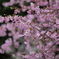桜とメジロ