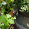I am here, meow