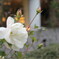薔薇