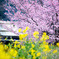 菜の花と河津桜