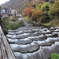 箱根湯本付近の川沿い　紅葉