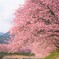 河津にて