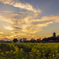 夕焼け空と菜の花