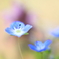早春の野花２