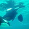 海のギャング
