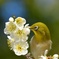 春の香りに誘われて　ウメジロー