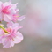 咲き香り　河津桜