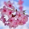 空色と桜色