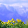 雪山と菜の花