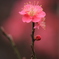 春告げ花Ⅲ