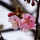 河津桜の咲き始め。