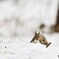 雪原に遊ぶ Ⅴ