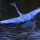  flapping