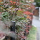 sanpo