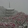 雪と梅と五重塔