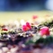 　花の命は　みじかくて・・