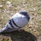公園の鳩