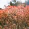 ユキヤナギの紅葉